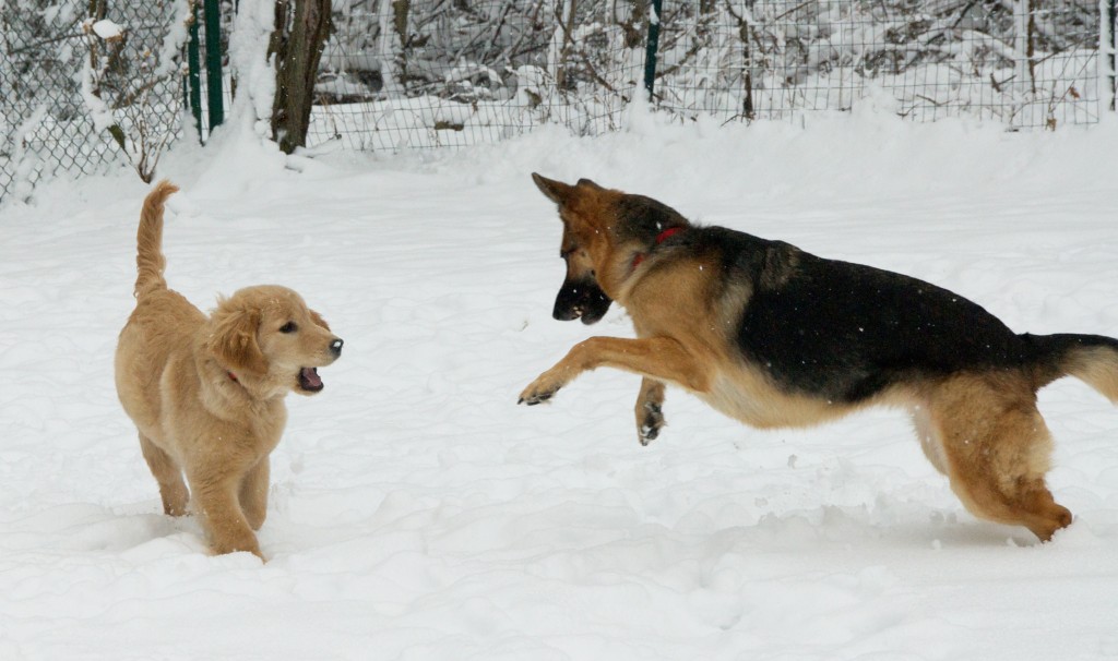Jess & pup coop in snow