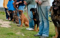 Dog Training Session Dog Obedience Class