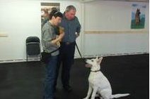 Dog Being Trained Dog Obedience Class in Nanuet NY