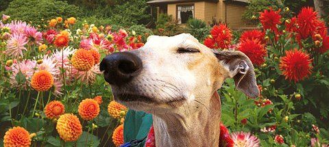 dog-sniffing-flowers